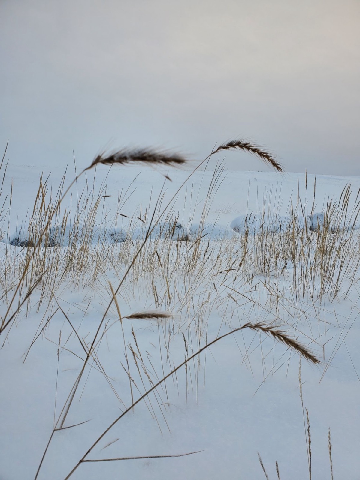 Tall grasses in deep snow under a pale northern sky